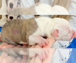 Small Photo #7 Olde English Bulldogge Puppy For Sale in ATHENS, AL, USA