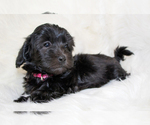 Small Photo #4 Havanese Puppy For Sale in ZION, IL, USA