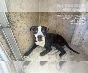 CHAPLIN - Male American Pit Bull Terrier Dog for Adoption - Photo #2