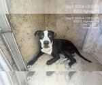 Small #1 American Pit Bull Terrier