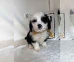 Max - Male Bernedoodle Puppy for Sale - Photo #3