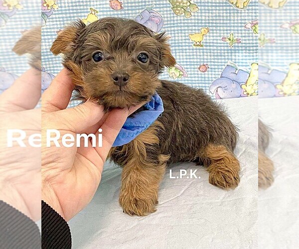Medium Photo #1 Yorkshire Terrier Puppy For Sale in WINNSBORO, LA, USA