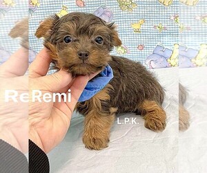 Yorkshire Terrier Puppy for sale in WINNSBORO, LA, USA