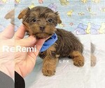 Image preview for Ad Listing. Nickname: Tiny Remi