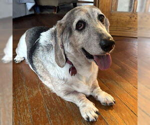 Basset Hound Dogs for adoption in Deepwater, NJ, USA