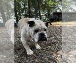 Small #2 Bulldog
