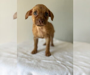 Tajin #9517 - Female Chihuahua-Unknown Mix Dog for Adoption - Photo #3