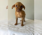Small Photo #3 Chihuahua-Unknown Mix Puppy For Sale in Studio City, CA, USA