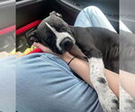 Small #3 American French Bull Terrier