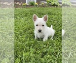 Small #3 West Highland White Terrier