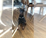 Small Photo #6 Doberman Pinscher Puppy For Sale in MACUNGIE, PA, USA