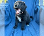 Small Photo #2 Border Collie-Golden Retriever Mix Puppy For Sale in PALM COAST, FL, USA