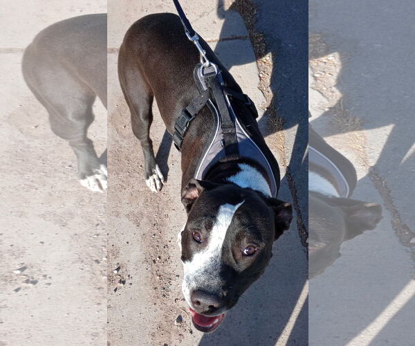 Medium Photo #6 American Pit Bull Terrier Puppy For Sale in Monte Vista, CO, USA