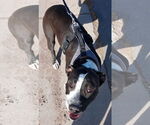 Small #5 American Pit Bull Terrier