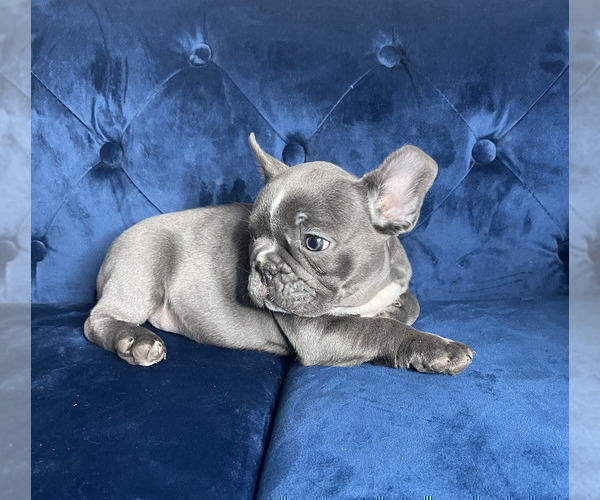 Medium Photo #5 French Bulldog Puppy For Sale in WEST HOLLYWOOD, CA, USA