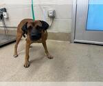 Small Puggle