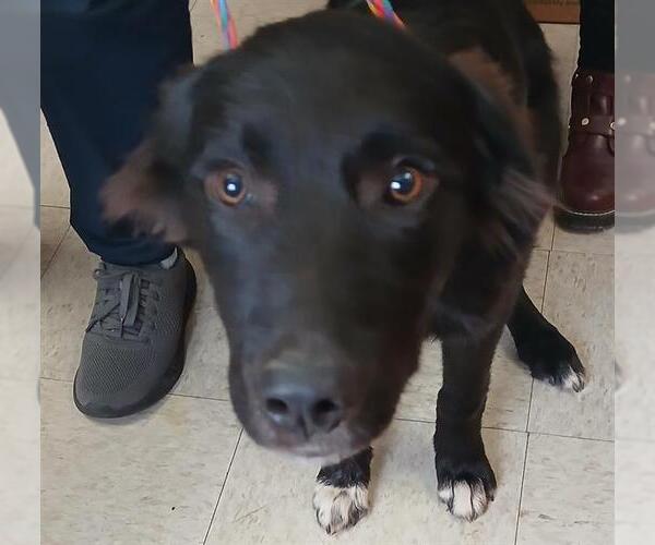 Medium Photo #1 Border Collie-Unknown Mix Puppy For Sale in Lodi, CA, USA
