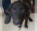 Small Border Collie Mix