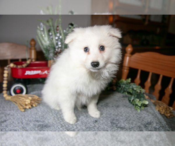 Medium Photo #4 Miniature American Eskimo Puppy For Sale in GENEVA, IN, USA