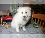 Small #2 Miniature American Eskimo