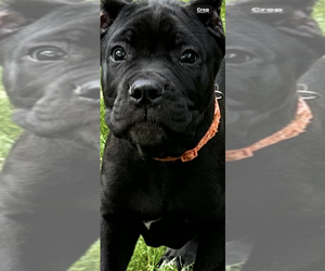 Cane Corso Puppy for Sale in ANDERSON, Indiana USA