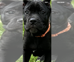 Small Photo #1 Cane Corso Puppy For Sale in ANDERSON, IN, USA