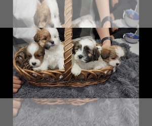 Shih Tzu Puppy for sale in PHOENIX, AZ, USA