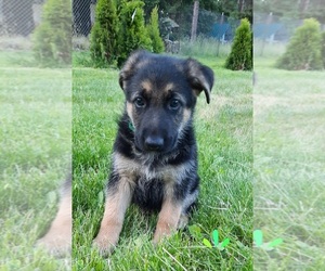 German Shepherd Dog Puppy for sale in EVANS, WA, USA