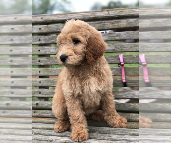 Medium Photo #7 Labradoodle Puppy For Sale in MURRAYVILLE, GA, USA