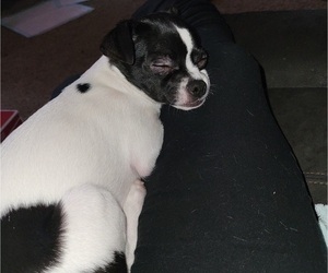 Chihuahua Puppy for sale in BLUE RIVER, WI, USA