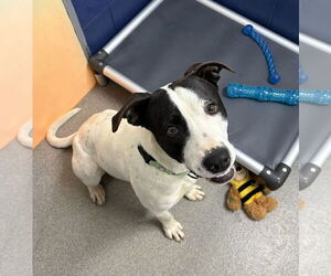 Mutt Dogs for adoption in Sterling, MA, USA