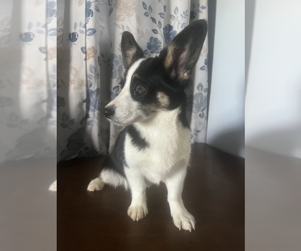 Medium Photo #59 Aussie-Corgi Puppy For Sale in DURHAM, CT, USA