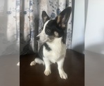 Small #58 Aussie-Corgi