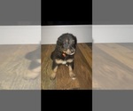 Puppy 0 Bernedoodle-Saint Berdoodle Mix