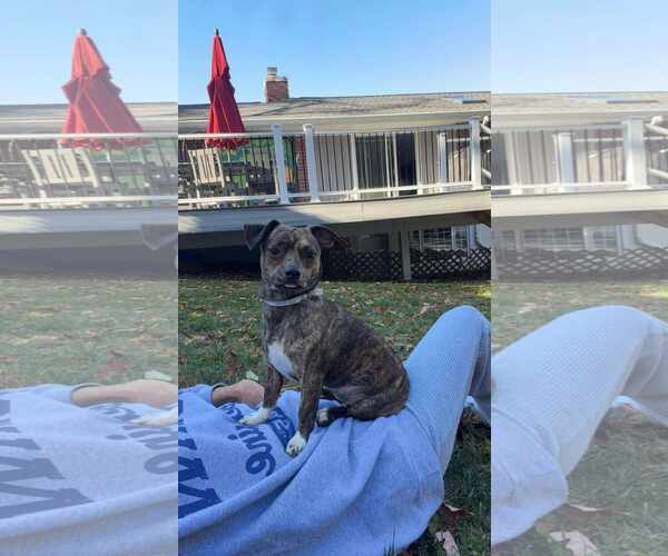 Medium Photo #7 Chiweenie Puppy For Sale in pomfret, CT, USA