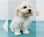 Small Photo #2 Maltipoo (Miniature) Puppy For Sale in CINCINNATI, OH, USA