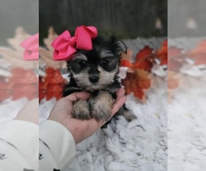 Yorkshire Terrier Puppy for sale in INDIANAPOLIS, IN, USA