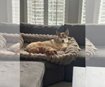 Small #2 Chihuahua Mix