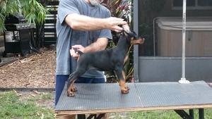 Doberman Pinscher Puppy for sale in Port Saint Lucie, FL, USA