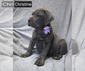 Cane Corso Puppy for sale in MINERAL WELLS, WV, USA