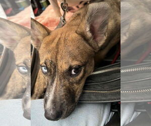 - Mix Dogs for adoption in Forest, VA, USA