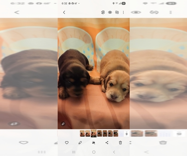 Medium Photo #1 Dachshund Puppy For Sale in COWETA, OK, USA