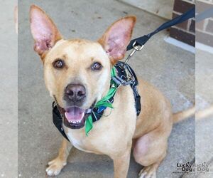 Mutt Dogs for adoption in Washington, DC, USA