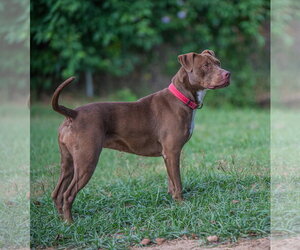 Cocoapup - Female American Pit Bull Terrier-Chocolate Labrador retriever Mix Dog for Adoption - Photo #6
