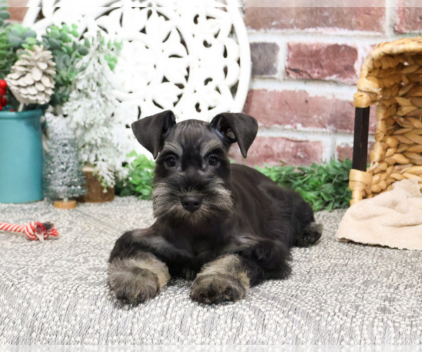 Medium Photo #3 Schnauzer (Miniature) Puppy For Sale in SYRACUSE, IN, USA