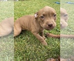 Small Photo #5 American Bully Puppy For Sale in HILTON, NY, USA