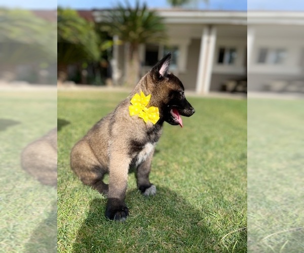 Medium Photo #7 Belgian Malinois Puppy For Sale in BAKERSFIELD, CA, USA