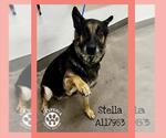 Small #1 German Shepherd Dog