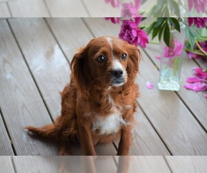 Mother of the Cavapoo puppies born on 05/18/2025
