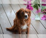 Small Photo #1 Cavapoo Puppy For Sale in STANLEY, WI, USA